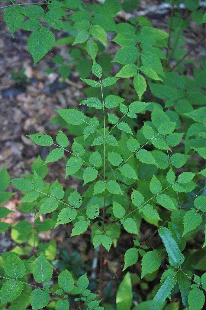 <p><em>Aralia spinosa</em></p>