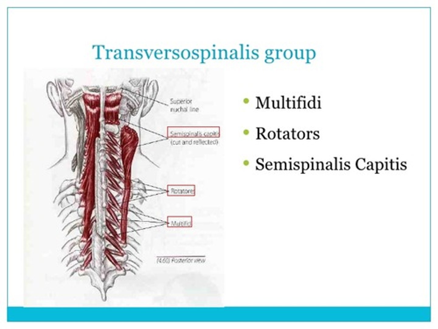 <p>Function: Bilateral- head/vertebral extension, Unilateral- contralateral rotation</p><p>Innervation: Dorsal rami of spinal nerves</p>