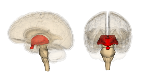 <p>thalamus, hypothalamus, hypophysis och 3:e ventrikeln</p>