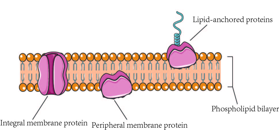 <p><strong>proteins being associated or attached to the membrane of a cell or an organelle inside the cell.</strong></p>
