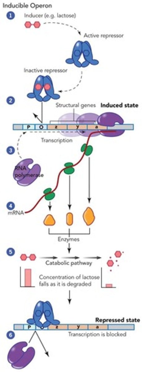<p>An inducible operon that regulates the production of enzymes needed to degrade lactose.</p>