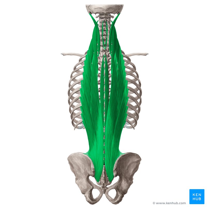 <p>A group of muscles running along the spine; extends and laterally flexes the spine.</p>