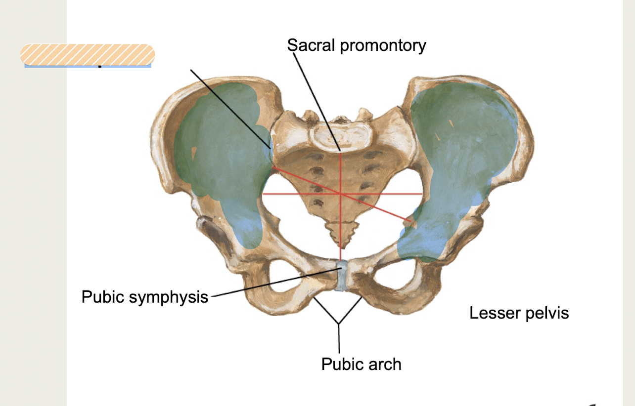 <p><span><strong>above pelvic brim,</strong> within iliac fossa, part of abdominal cavity,<strong> contains sigmoid colon*</strong></span></p>