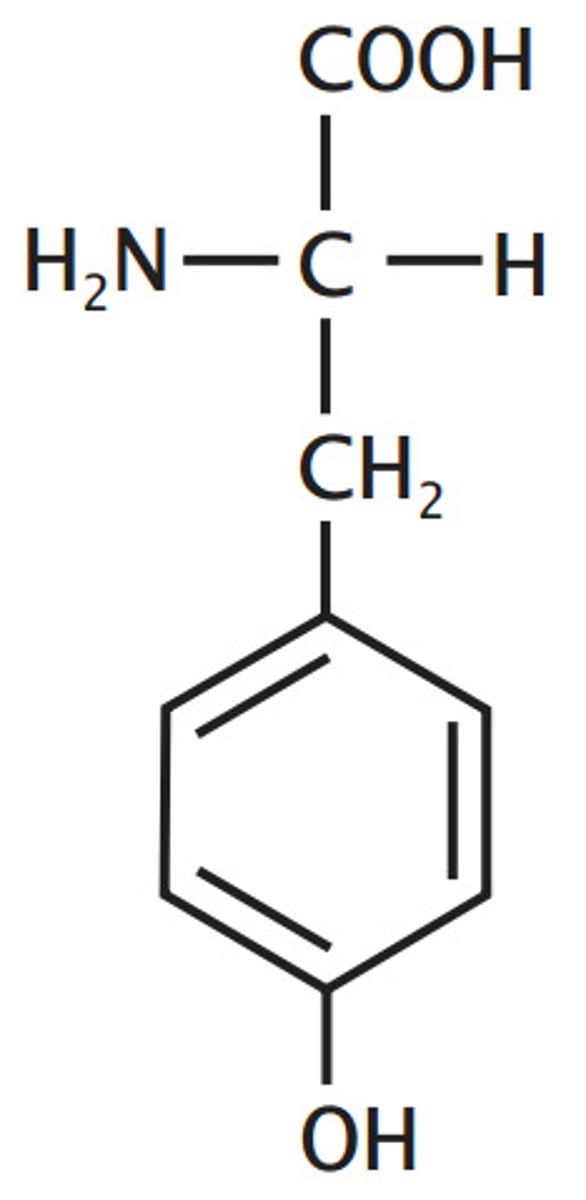 <p>Aromatic</p><p>hydroxylated</p><p>phenylalanine, one of 3 "T"s</p><p>that has "Y" in its name so it is an aromatic</p>