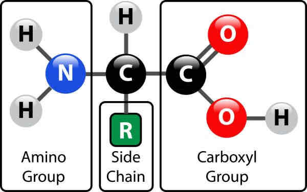 <p>Amine/amino group(-NH2)</p><p>Carboxyl group(-COOH)</p><p>R group- variable region(1of20)</p>