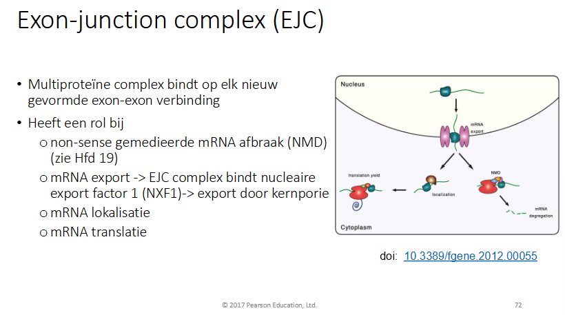<p>Multiproteine complex bindt op elk nieuw gevormde exon-exon verbiding</p><p>heeft een rol bij</p><ul><li><p>non-sense gemedieerde mRNA afbraak (NMD)</p></li><li><p>mRNA export → EJC complex bindt nucleaire export factor 1 (NXF1) → export door kernporie</p></li><li><p>mRNA lokalisatie</p></li><li><p>mRNA translatie</p></li></ul><p></p>