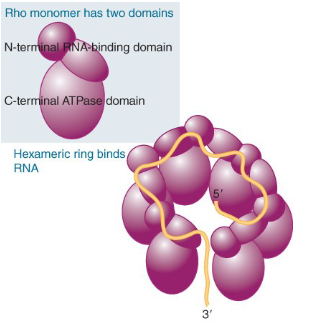 <ul><li><p><span style="font-family: sans-serif">Rho monomer has 2 domains</span></p><ul><li><p><span style="font-family: sans-serif">Rho has an N-terminal, RNA- binding domain </span></p></li><li><p><span style="font-family: sans-serif">C-terminal ATPase domain</span></p></li></ul></li><li><p><span style="font-family: sans-serif">A hexamer in the form of a gapped ring can form and bind RNA along the exterior of the N-terminal domains</span></p></li></ul>
