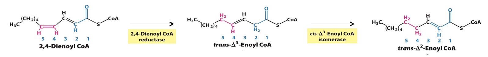 <p>They require additional enzymes to shift the position and configuration of the carbon-carbon double bonds </p><p></p>