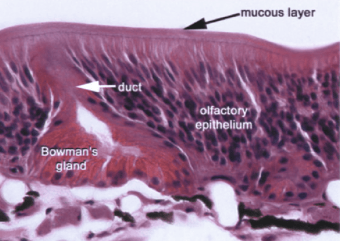 <p>Serous glands in the olfactory epithelium secrete fluids that dissolve odor molecules, facilitating their detection by olfactory receptors.term-19</p>