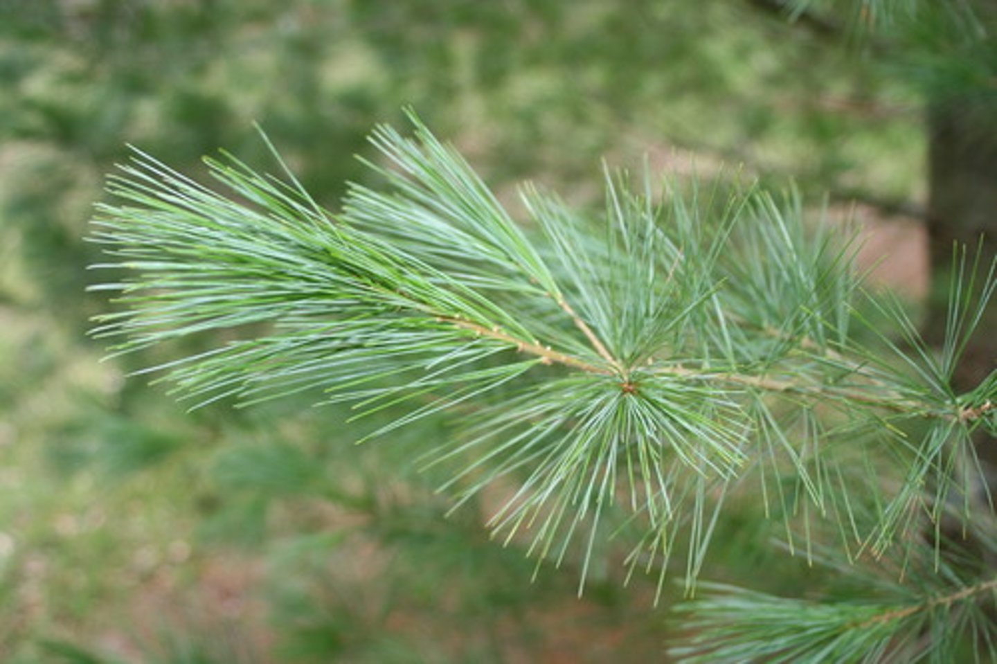 <p>leaves that are long and thin usually found in bundles like pine needles</p>