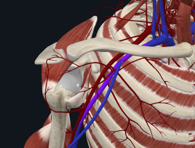 <p>What vein is this</p>