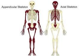 <p>axial- head, neck, back chest</p><p>appendicular-  bones that attach to axial</p>