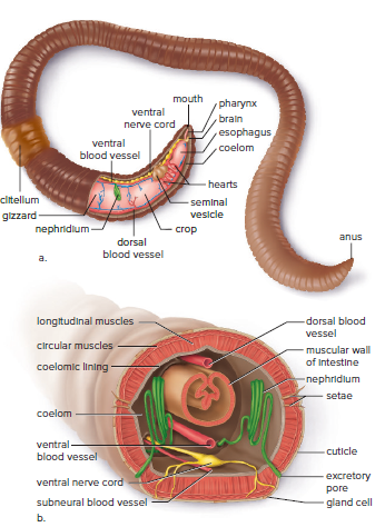 Earthworm anatomy.
