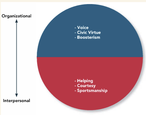 <p>Voluntary activities that may or may not be rewarded but that contribute to the organization by improving the quality of the setting where work occurs</p>