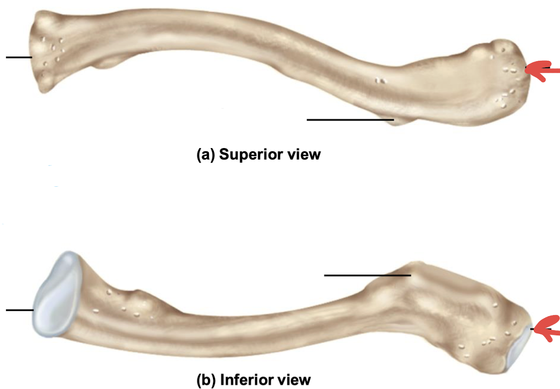 <p>what is this part of the clavicle?</p>