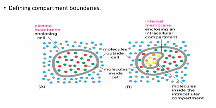 <ul><li><p>They define boundaries in a cell by seperating interior and exterior</p><ul><li><p>Creatures a unique internal env </p></li></ul></li><li><p>They also define internal microenvs by surrounding organelles </p></li></ul><p></p>