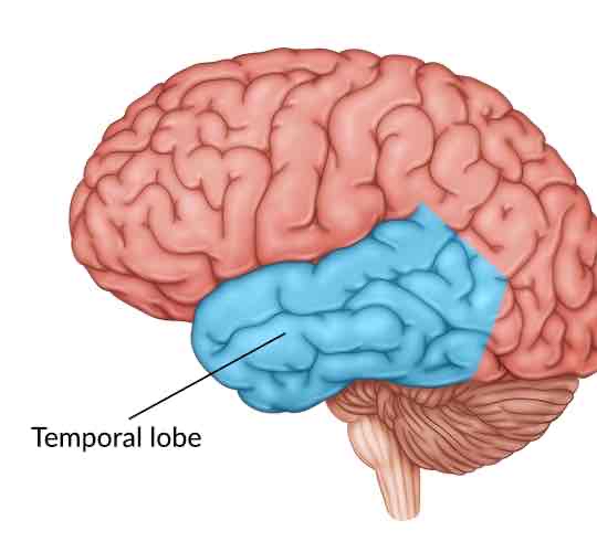 <p>Function of temporal lobe</p>