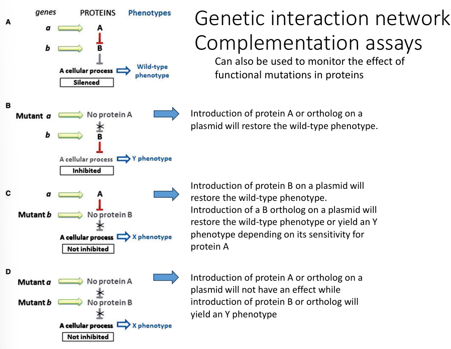 <p>Technique used to figure out which gene acts upstream or downstream in a pathway based on mutant phenotypes.</p>