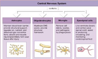 <p>astrocytes, oligodendrocytes, microglia, and ependymal cells</p>