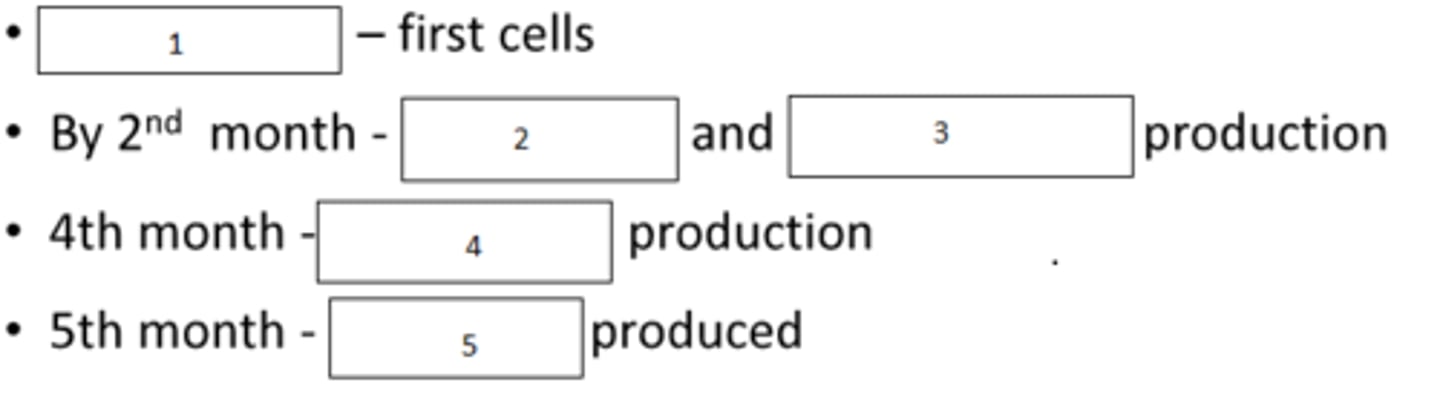 <p>Fill the timeline of blood cells produced during development</p>