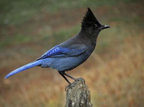 <ul><li><p>known for food caching behaviors</p><ul><li><p>remember where hidden throughout year but especially winter</p></li></ul></li></ul><p></p>