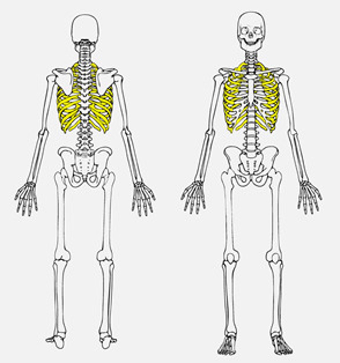 <p>the bones in the chest that protect the heart and the lungs</p>