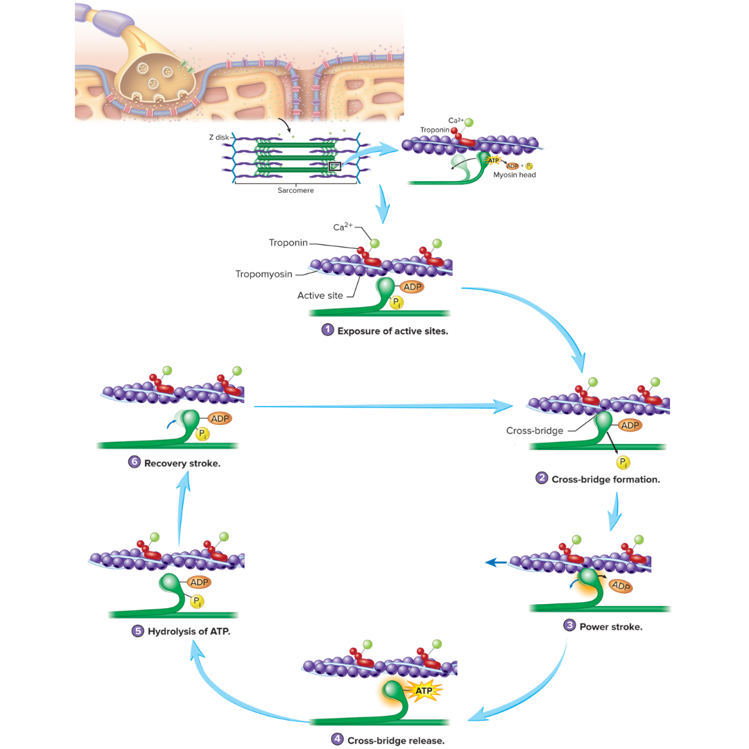 <p><strong>9.4: Skeletal Muscle Fiber Physiology</strong></p><ul><li><p>the mechanical component of muscle contraction</p></li><li><p>causes sarcomeres to shorten and the muscles to contract</p></li><li><p>requires energy from one ATP molecule for each cycle</p></li><li><p>before each cycle, the myosin head is in its resting (high-energy) position</p></li><li><p>the myosin heads connecting to the actin sites</p></li><li><p>[study this image]</p></li></ul><p></p>