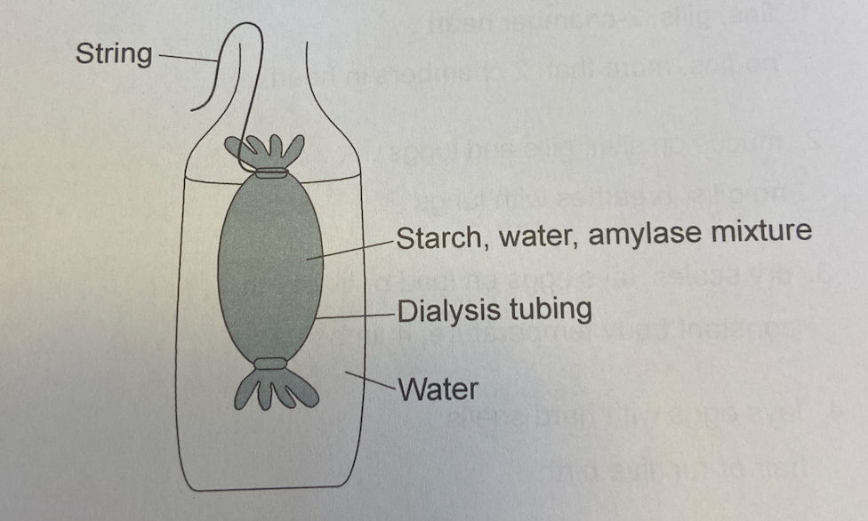 <p>Dialysis membrane was set up to model digestion and absorption in the small intestine.</p><p>What is a limitation of this model?</p>