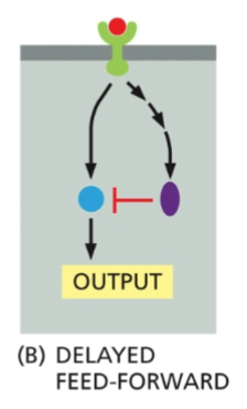 <p>A very far downstream effect of a receptor is inhibition the next enzyme in the pathway, causing a delayed inhibition</p>