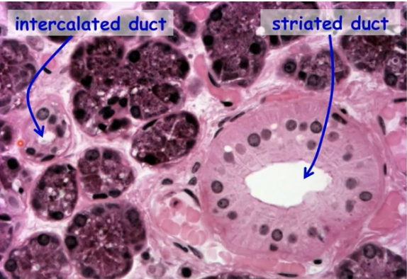 <p>What is the duct system</p>