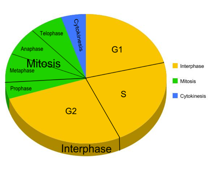 <p><strong>Interphase:</strong></p><ul><li><p>G0 phase (in some cells)</p></li><li><p>Gap 1 – growth, duplicates organelles</p></li><li><p>S phase – DNA Replication</p></li><li><p>Gap 2 – growth, makes proteins for mitosis</p><p><strong>Mitosis: (PMAT)</strong></p></li><li><p>Division of the nucleus</p><p><strong>Cytokinesis:</strong></p></li><li><p>Division of the cytoplasm</p></li><li><p>Plant and animal cell cytokinesis are <strong>different</strong>.</p><img src="https://knowt-user-attachments.s3.amazonaws.com/ec0ad605-6caa-4590-a376-ece8b392bb3d.png" data-width="100%" data-align="center"></li></ul><p></p>