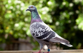 <p>Pigeon</p>