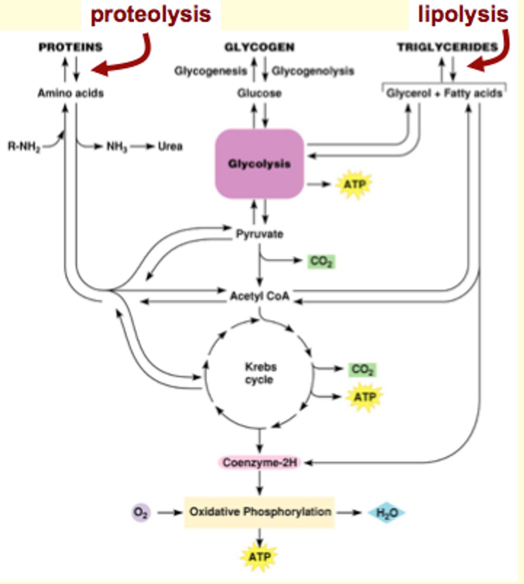 <p>Can use fats and proteins as alternative fuels</p><p>must be broken down before entering glucose oxidation pathway</p><p>- Can also store energy as fat, protein or glycogen</p><p>**dont need to study protein or fat metabolism</p>