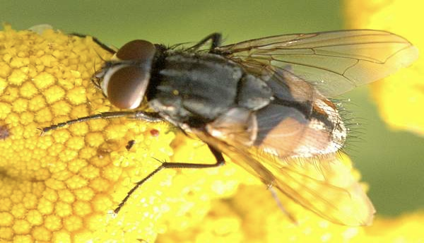 <p>what kind of fly</p>