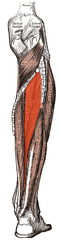 plantar flexion and inversion of foot
- originates from the posterolateral tibia and fibula and inserts onto the plantar surface of the tarsal and metatarsal bones