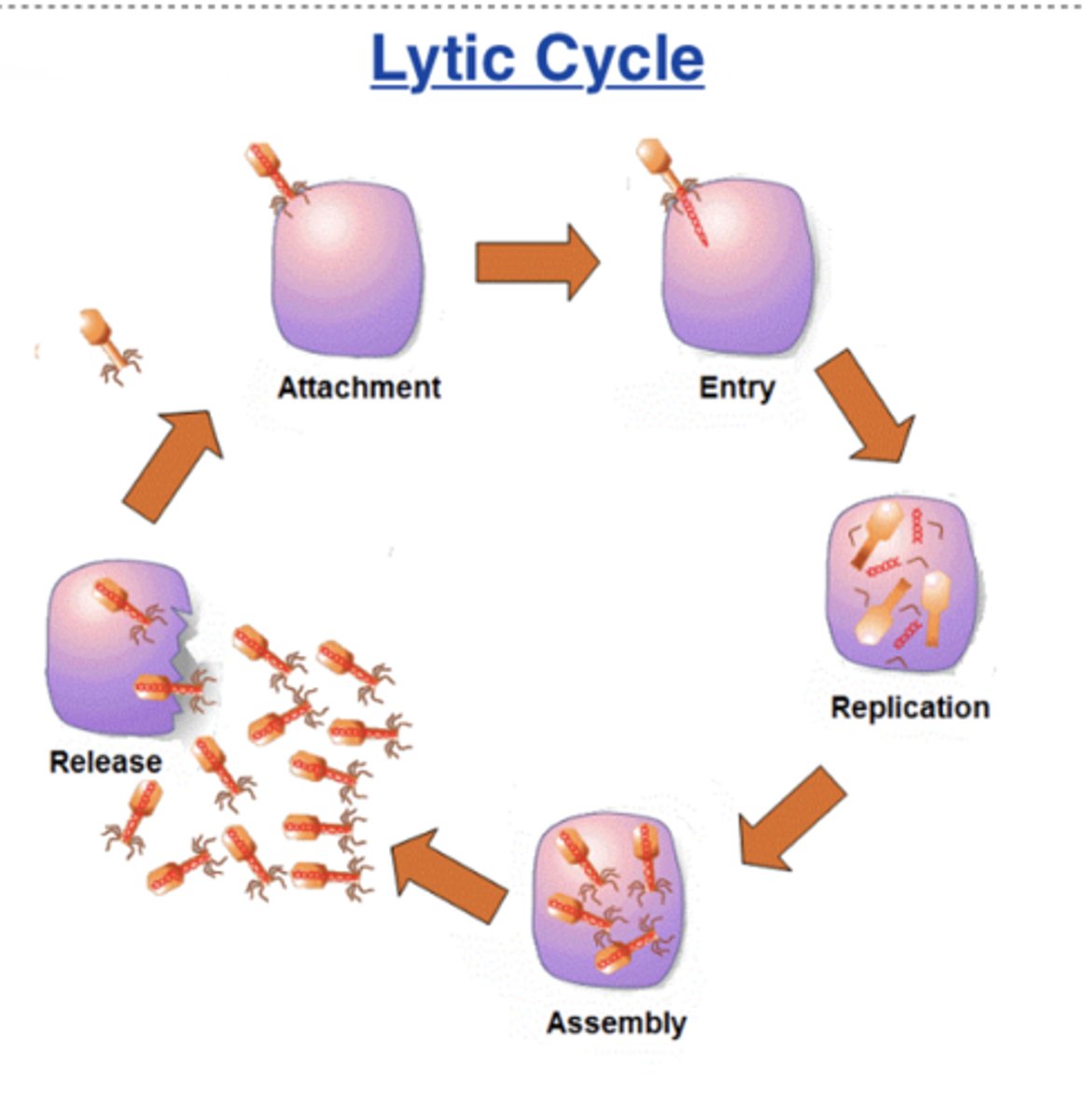 <p>1) attatchment</p><p>2) injection</p><p>3) cell take-over</p><p>4) assembly</p><p>5) cell lysis (burst)</p><p>FAST PACE AND PASSES (ebola, flu)</p>