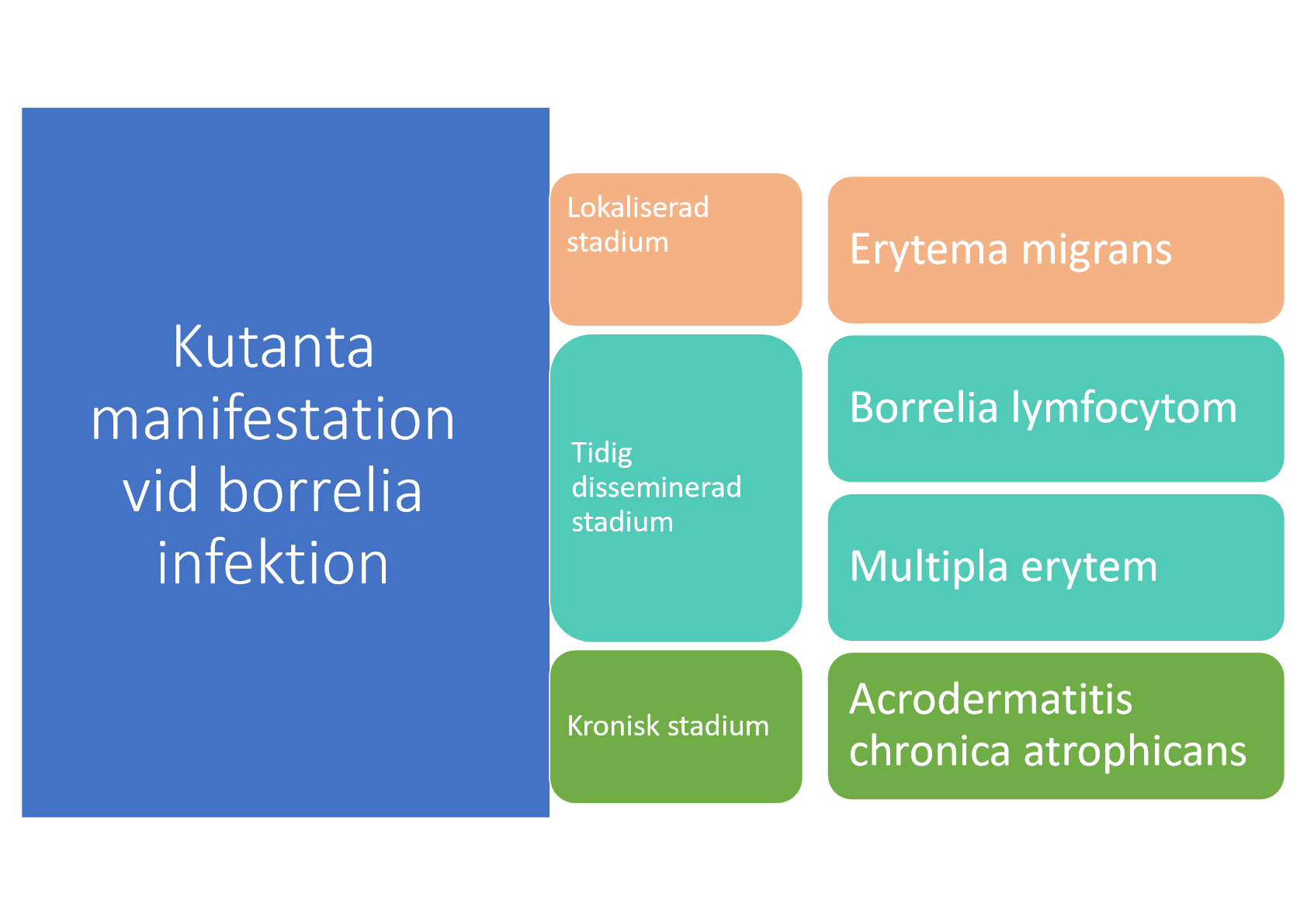 <ol><li><p>Lokaliserad stadium: </p><ul><li><p>Erytema migrans</p></li></ul></li><li><p>Tidig disseminerad stadium:</p><ul><li><p>Borrelia lymfocytom</p></li><li><p>Multipla erytem</p></li></ul></li><li><p>Kroniskt stadium:</p><ul><li><p>Acrodermatitis chronica atrophicans</p></li></ul></li></ol><p></p>