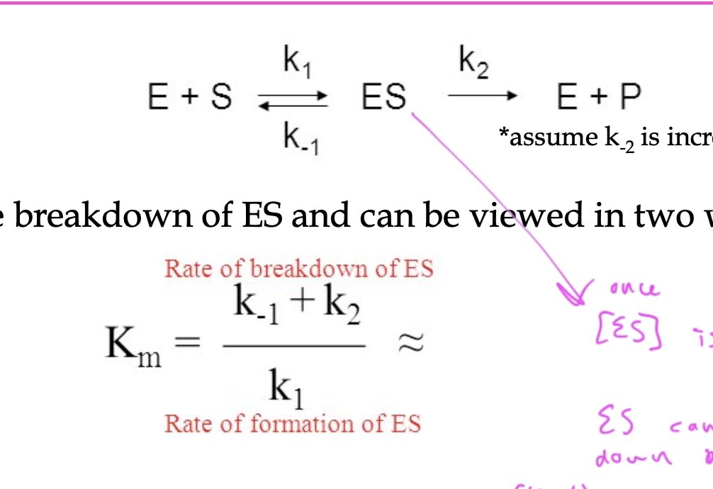 <p>idea that the rate of formation of ES is equal to its breakdown</p><ul><li><p>so [ES] is constant</p></li></ul><p></p>