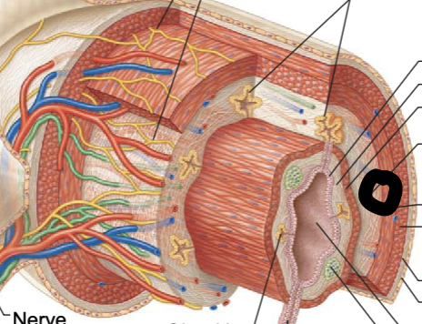<p>contains blood and lymphatic vessels, lymphoid follicles, and submucosal nerve plexus that supply surrounding GI tract issues</p>