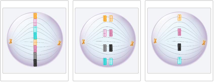 <p>Identify the images as a cell in metaphase of mitosis, meiosis I, or meiosis II. All cells come from from an organism that has a diploid (2n) chromosome number of eight. </p>