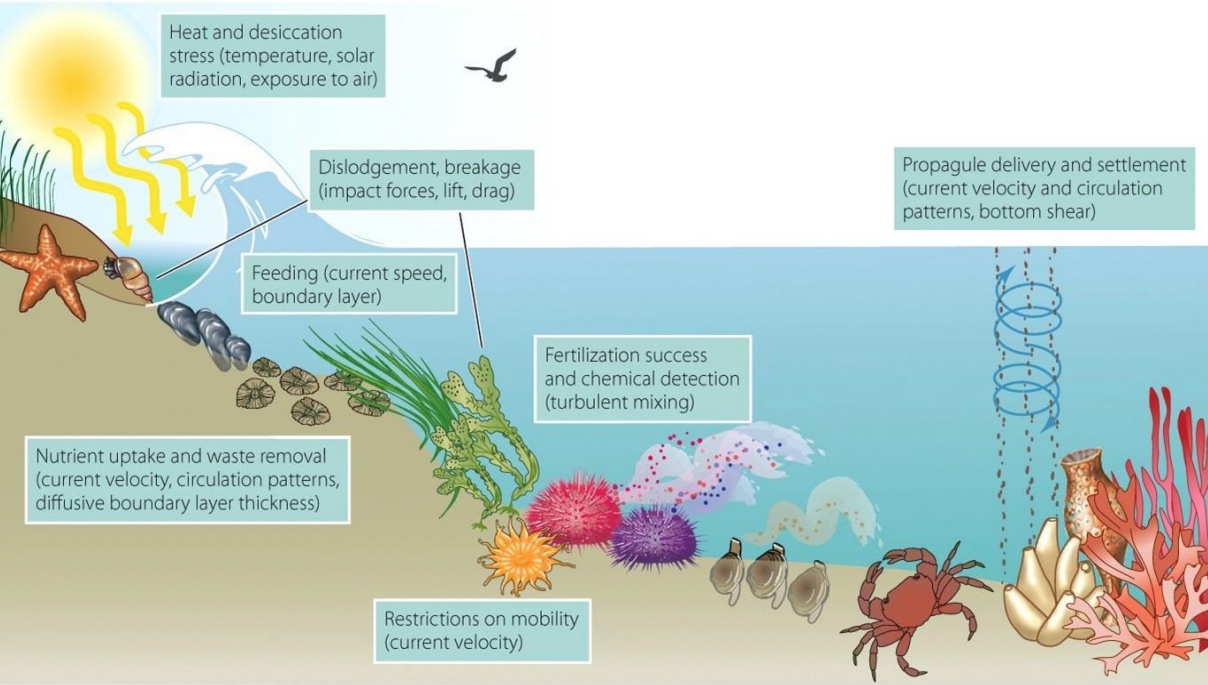 <p>Affects survival (stress/mortality), resource acquisition, movement, and reproduction</p>