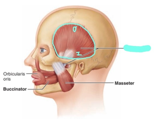 <p>근육 섬유가 부채 모양, Mandible을 Elevation <br>-origin: temporal fossa(temporal bone 일부)<br>-insertion: coronoid process(mandible)<br>-질긴 음식을 씹은 후 측두부가 아픈 현상과 연결<br>-cranial nerve V</p>