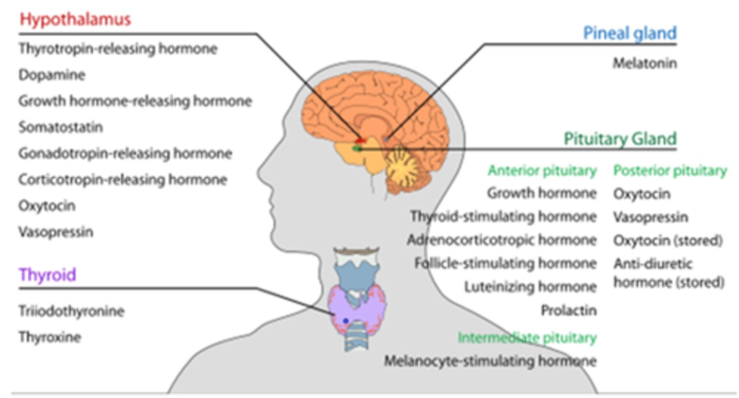 <p>GnRH(gonadotropin RH)- stimulates anterior pituitary to release LH and FSH</p><p>GHRH(growth hormone RH)- stimulates anterior pituitary to release GH</p><p>GHIH(Growth hormone IH)- inhibits the release of GH from the anterior pituitary</p><p>TRH(thyrotropin RH)- stimulates anterior pituitary to release thyrotropin(TSH)</p><p>PRH(prolactin RH)- stimulates anterior pituitary to release prolactin</p><p>PIH(prolactin IH)- inhibits the release of prolactin from the anterior pituitary</p><p>CRH(corticotropin RH)- stimulate anterior pituitary to release ACTH</p><p>Oxytocin- targets the uterus to stimulate contractions, targets the mammary glands for milk secretion</p><p>ADH- targets the kidneys and blood vessels to increase water retention</p>