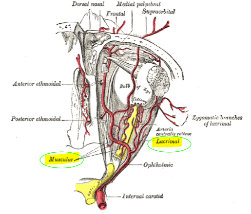 <p>Muscular Arteries, Lacrimal Artery</p>