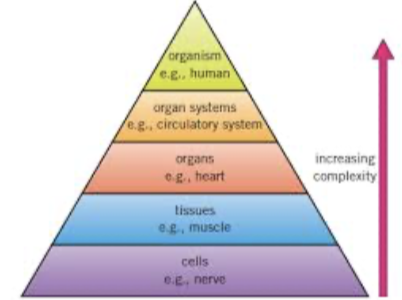 <p>Describe cell, tissue, organ, organ system, organism</p>