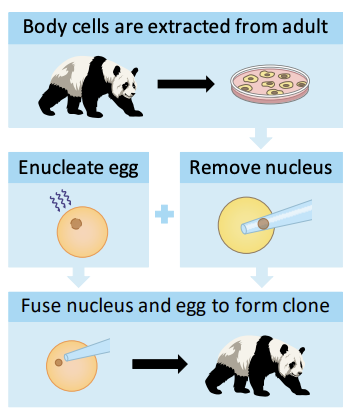 Cloning **embryos** from **differentiated adult tissues:**

* Nucleus is removed from adult body cell.
* Egg cell nucleus destroyed by UV radiation.
* Body cell nucleus fused to enucleated egg.
* Electrical current stimulates egg to divide.
* Developing embryo implanted in surrogate.
* Embryo develops into a cloned animal.