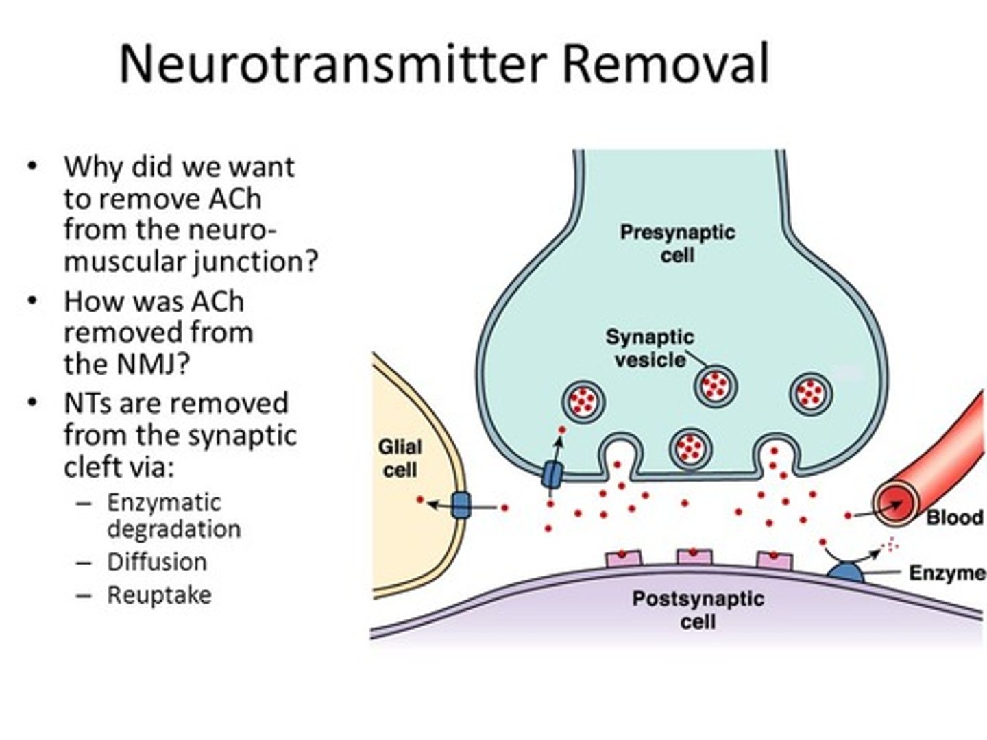 <p>Neurons need to be able to turn on and off rapidly. If the neurotransmitters just lingered in the area, the synapse would just constantly be turned on.</p>