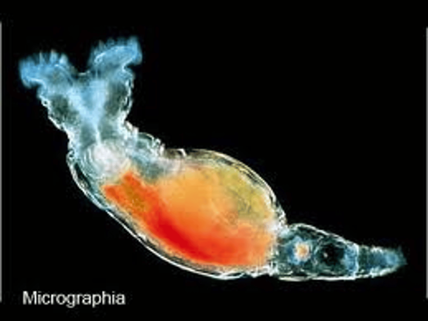 <p>- Part of the lophotrochozoa</p><p>- Known as "Wheeled Animals"</p><p>- Named for corona</p><p>- Possess mastax and trophi</p><p>- Most live in fresh water</p><p>- Do no molt</p><p>- Pseudocoelomate</p><p>- Live for around one week</p><p>- Take coloration from food</p><p>- Complete digestive system</p><p>- No cuticle or chitin</p><p>- Ciliary swimming</p><p>- Lophophore larvae stage</p><p>- Possess flame cells</p><p>- Can go into cryptobiosis</p><p>- Possess spines on their body</p><p>- Dieocious</p><p>- Some only female</p><p>- 900-1,000 small cells</p><p>- Omnivores</p><p>- Function as a food source</p>