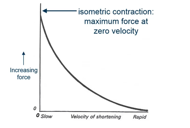 <p>What type of contraction</p>