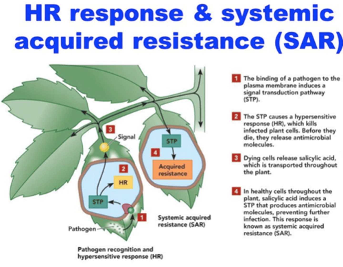 <p>A defensive response in infected plants that helps protect healthy tissue from pathogenic invasion.</p>